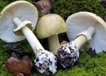 Australian Woman Charged with Murder in Poisoned Mushroom Case