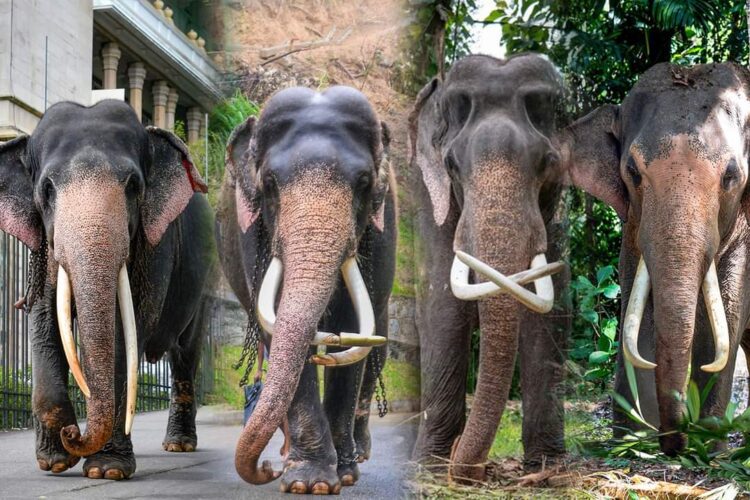 දළදා වහන්සේ  වැඩම කරවීම සඳහා මේ ඇත් රජවරුන් සිවු දෙනාගෙන් අයෙකුට අවස්ථාව ලැබෙනු ඇත.