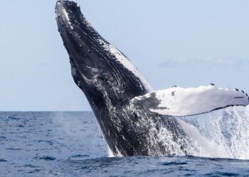 Whale Collision Leads a Man to Die in Australia