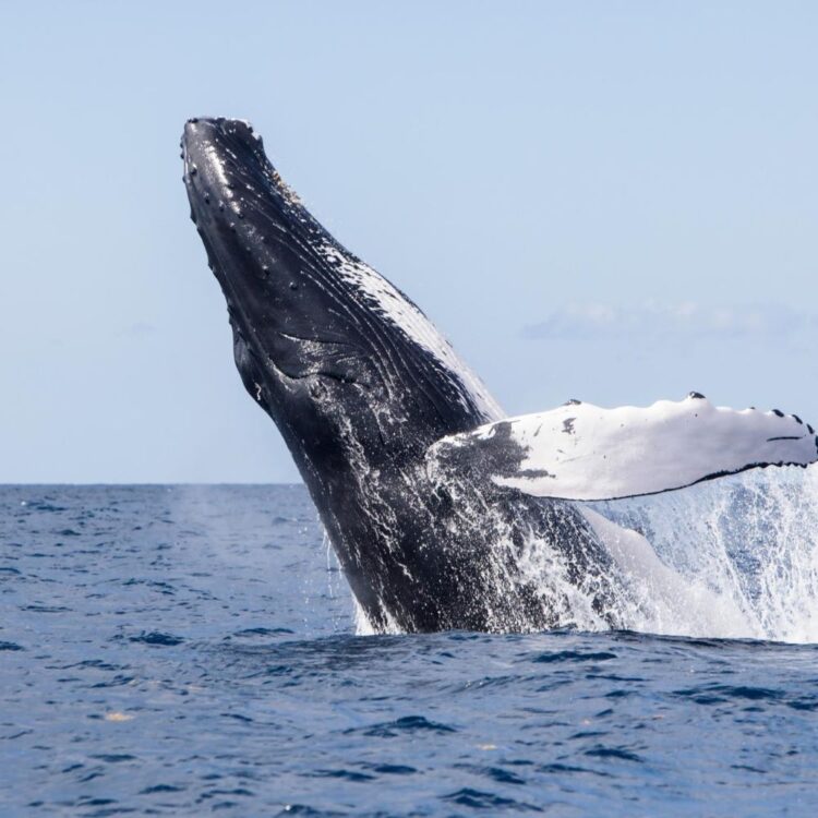 Whale Collision Leads a Man to Die in Australia