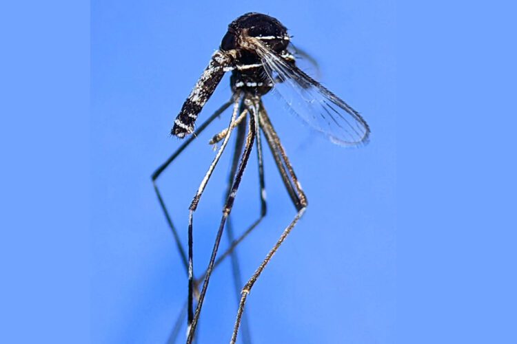 Uranotaeniatrilineata