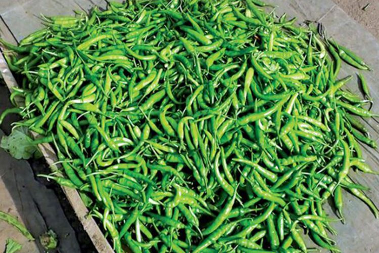 Green chili