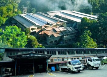 Ceciliyan Tea Factory Records Massive 3.8 Million Kg Sales in 2023