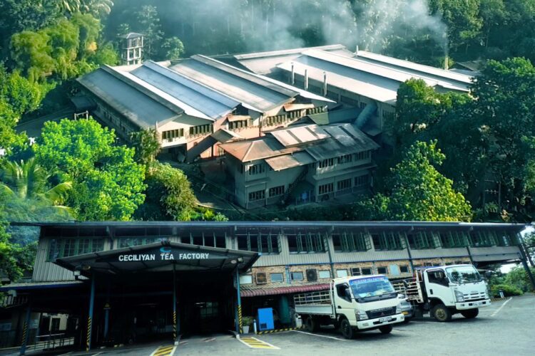 Ceciliyan Tea Factory Records Massive 3.8 Million Kg Sales in 2023