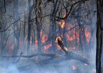 Victoria, Australia Battles the Devastating Bushfire Blazes