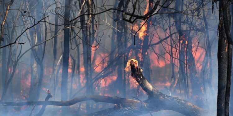 Victoria, Australia Battles the Devastating Bushfire Blazes