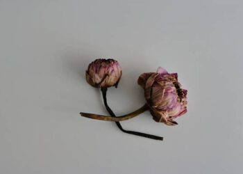 Closeup two withered lotus flowers of tropical water lily or nymphaea placed on rough wooden table, high angle view