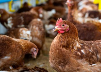 Bird Flu Outbreak Detected on Victorian Egg Farm Near Melbourne