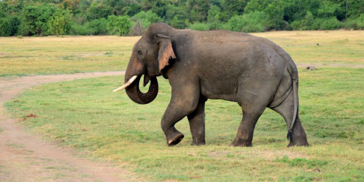 Ceylon Elephant walking