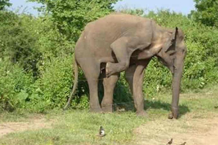 elephant