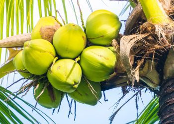 Can Sri Lanka Resolve Its Coconut Crisis?