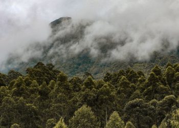 Sri Lanka’s Forests Saved with Landmark Repeal