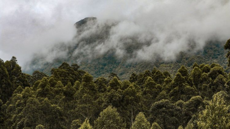 Sri Lanka’s Forests Saved with Landmark Repeal