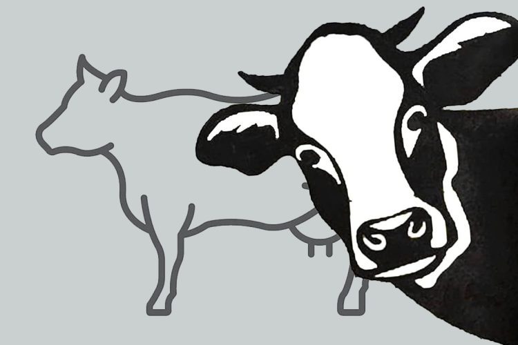 cow