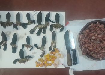 මස් කළ කිරි ඉබ්බන්...