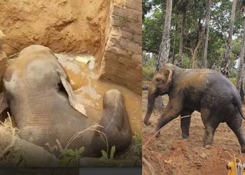 මිය ගිය වන අලියා සහ ජීවත්වීමට පින ලැබ කැලයට මුදා හැරුන වන  අලියා...