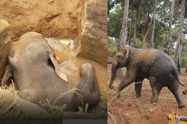 මිය ගිය වන අලියා සහ ජීවත්වීමට පින ලැබ කැලයට මුදා හැරුන වන  අලියා...