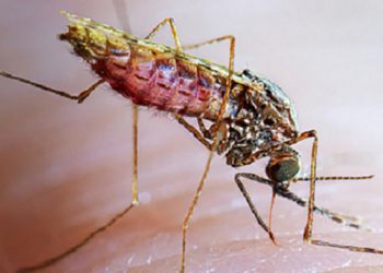 This photo shows an adult female Anopheles stephensi mosquito taking a blood meal.