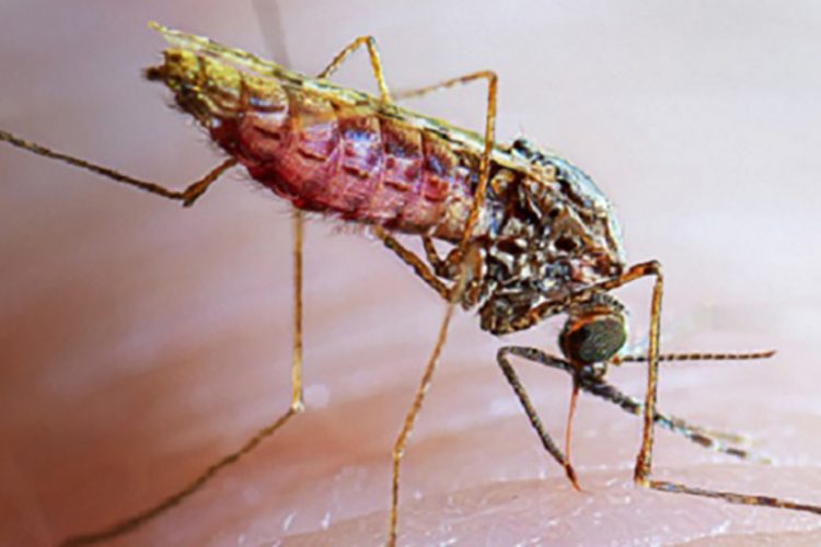 This photo shows an adult female Anopheles stephensi mosquito taking a blood meal.
