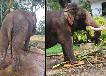 thai-elephants