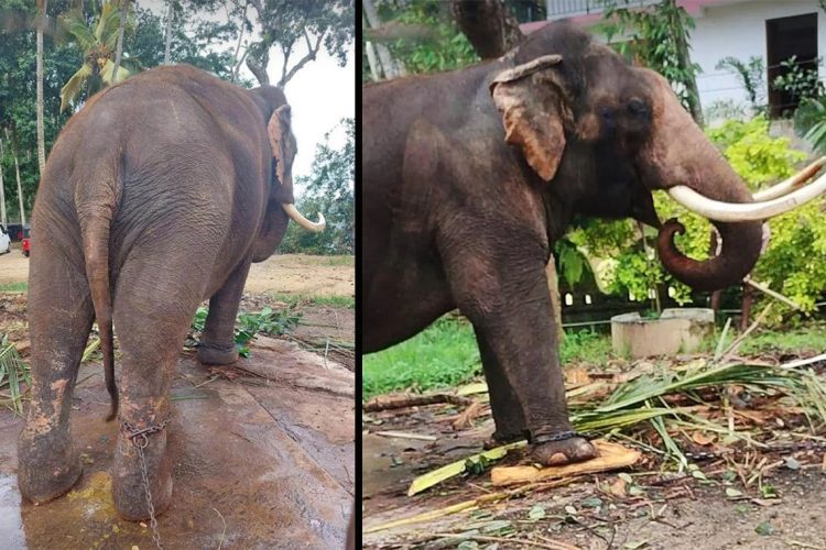 thai-elephants