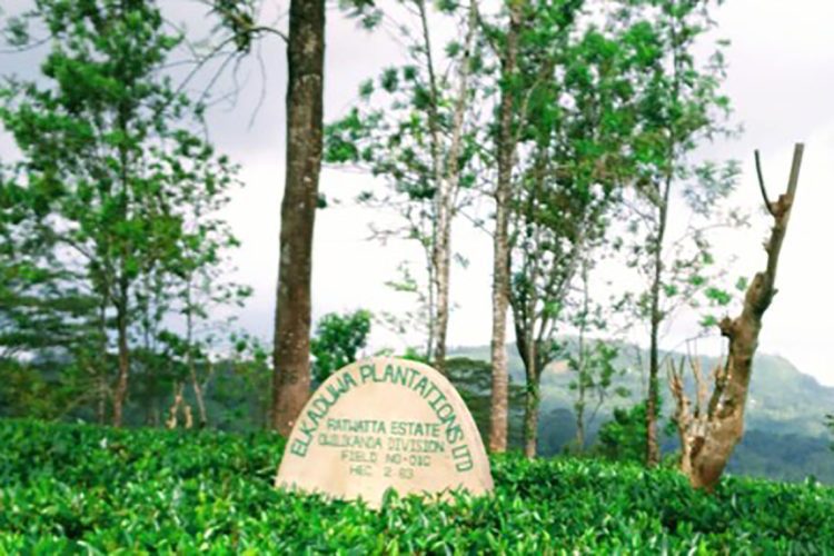 elkaduwa