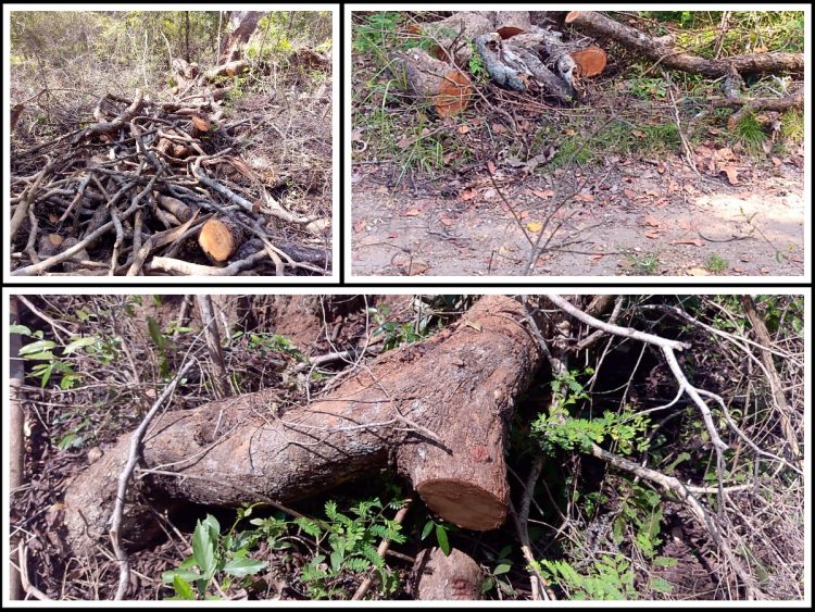 "Dimbulagala-Forest -Destruction