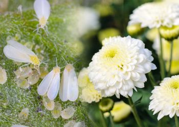 chrysanthemum-flower