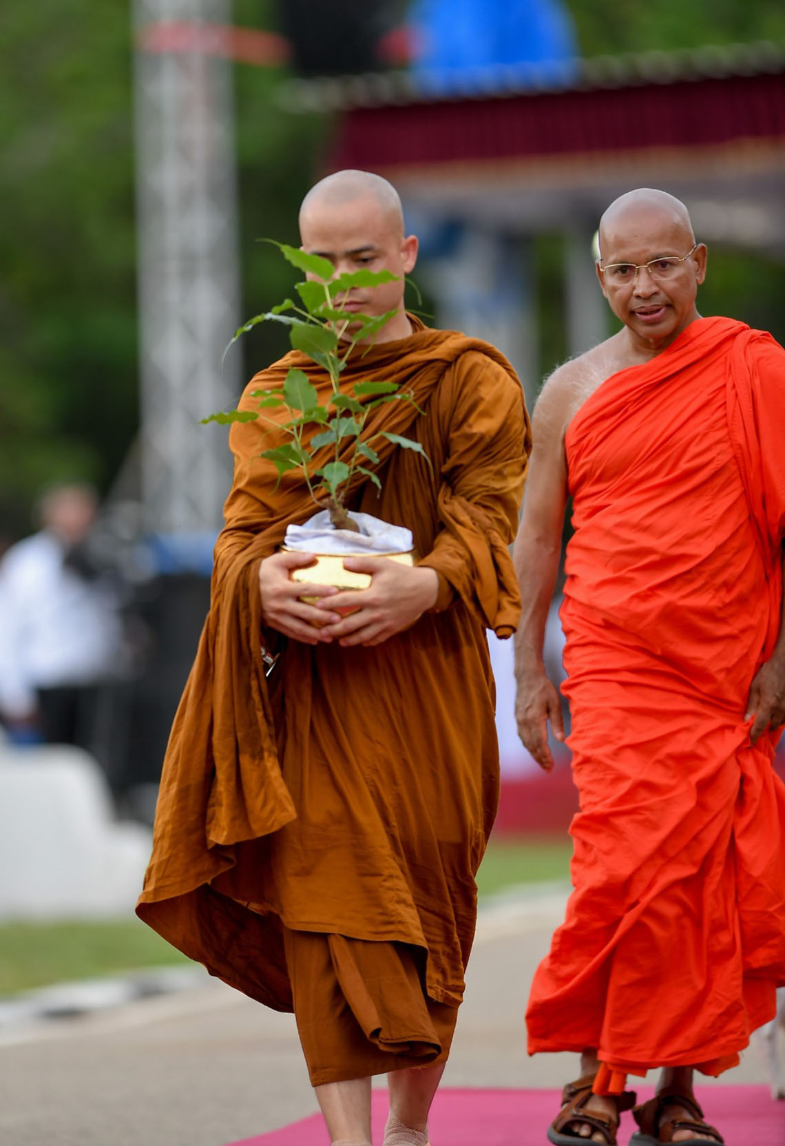 sri-maha-bodhi