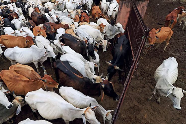 Eid al-Adha